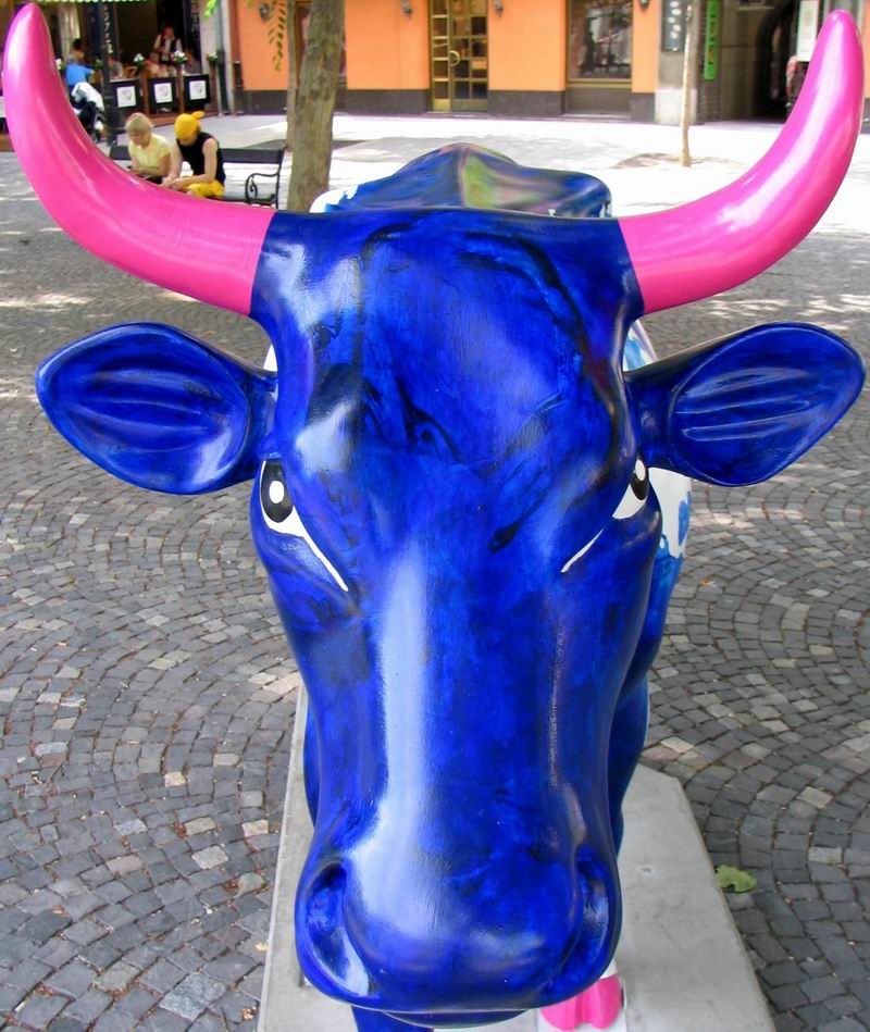 Cow Parade Bratislava 2005 - pohad priamo do o
